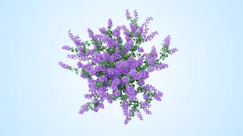 Flower shrubs on a white background. Top View Stockbeeldmateriaal 221461629