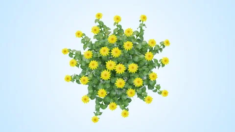 Flower shrubs on a white background. Top View Stock Footage 221461757