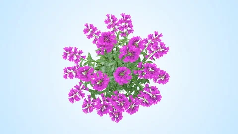 Flower shrubs on a white background. Top View Stock Footage 221734975