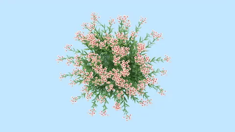 Flower shrubs on a white background. Top View Stockbeeldmateriaal 221815286