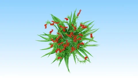Flower shrubs on a white background. Top View Stockbeeldmateriaal 221876677