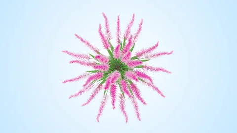 Flower shrubs on a white background. Top View Stock Footage 222044470