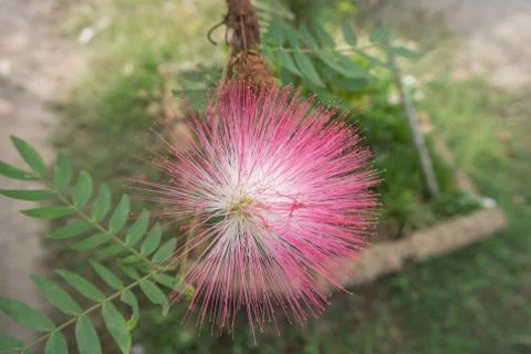 Flower side Stock Photos