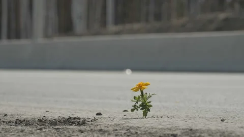 Flower on the side of the road Видео 107382204