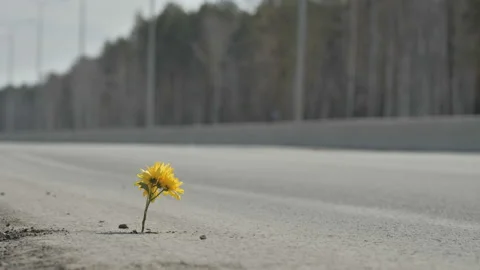 Flower on the side of the road Video stock 107512971