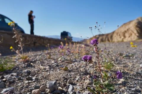 Flower By The Side Of The Road Stock Photos