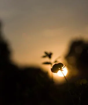 Flower silhouette at sunset Stock Photos