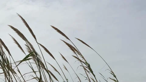 A flower of silver grass sways in the wind. Reeds the sky is gray. Stock Footage 190067247