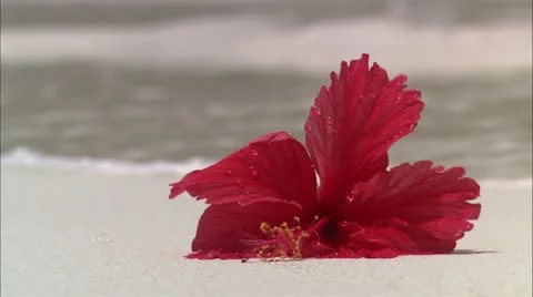 Flower sitting on beach Stock Footage 22664936