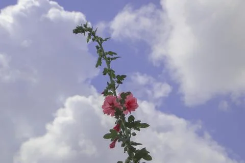 Flower on a sky background Stock Photos