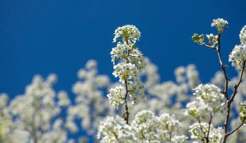 Flower sky frames flowers bloom detail. Flower soft texture shows flowers b.. Stock Photos