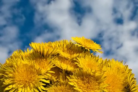 Flower on sky Stock Photos