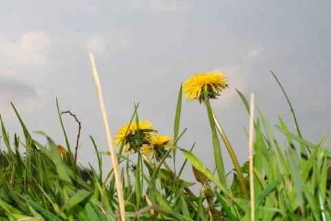 Flower sky Stock Photos