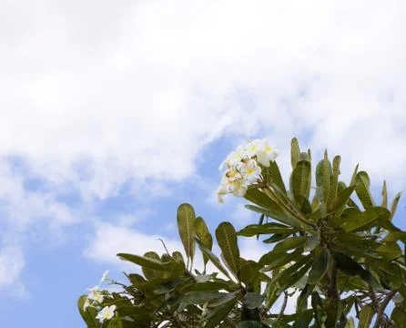 Flower in the sky Stock Photos