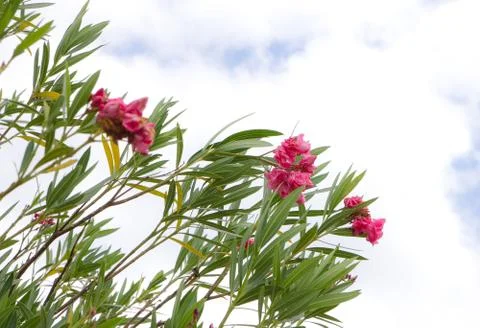 Flower in the sky Foto stock