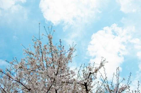 Flower on the sky Stock Photos