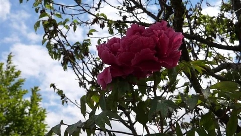 Flower slow motion Stock Footage 76209516