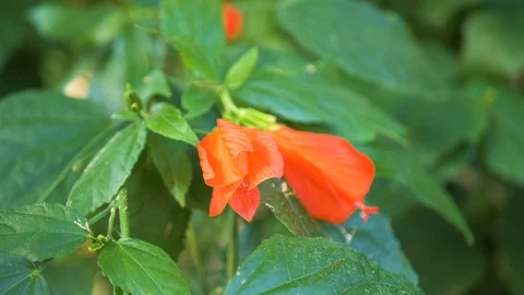 Flower in Slow Motion Stock Footage 108508027