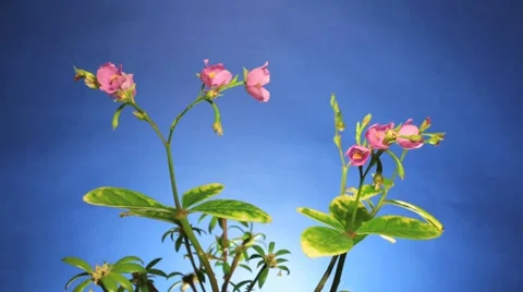 Flower - Slow Timelapse 14 - Pink flower blooming on blue background Stock Footage