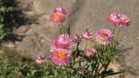 Flower of slowmotion 2 Stock Footage 95418186