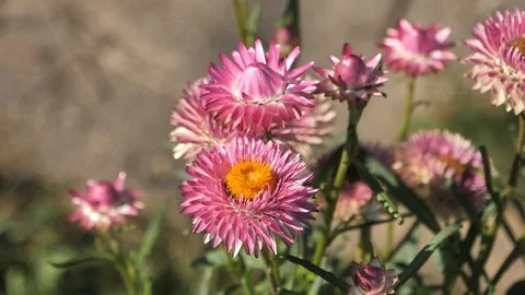 Flower of slowmotion Stock Footage 95418296