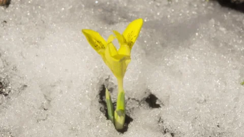 Flower on snow background Stock Footage 219551556