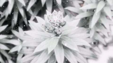 Flower in snow 스톡 동영상 12189275