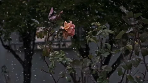 Flower in the snow Stock Footage 232686414