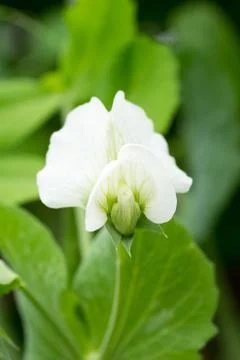 Flower of snow pea Stock Photos