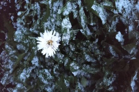 Flower in the snow Stock Photos