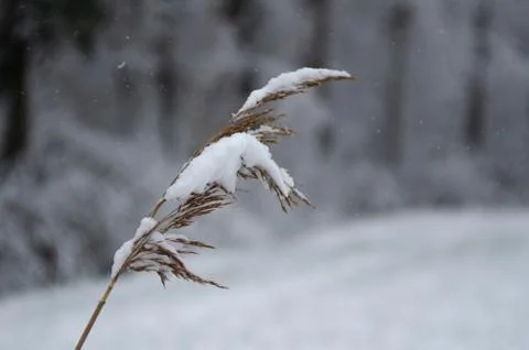Flower in the snow Stock Photos