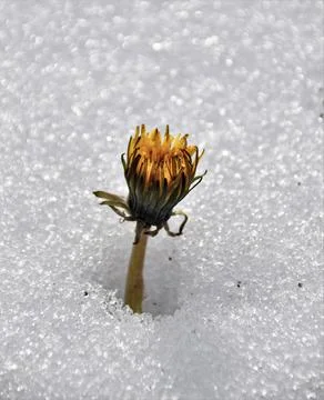 Flower in the snow Stock Photos