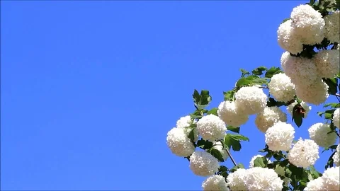 Flower of snowball viburnum in bloom Stock Footage
