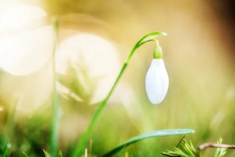 Flower snowdrop macro Stock Photos