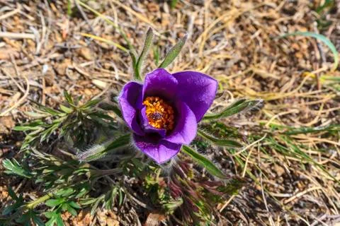 Flower snowdrop Stock Photos