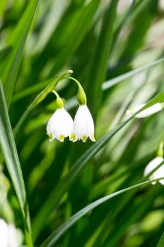 Flower of snowdrop Stock Photos