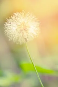 Flower soft focus for background Stock Photos