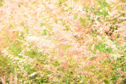 Flower soft grass at evening Stock-Fotos