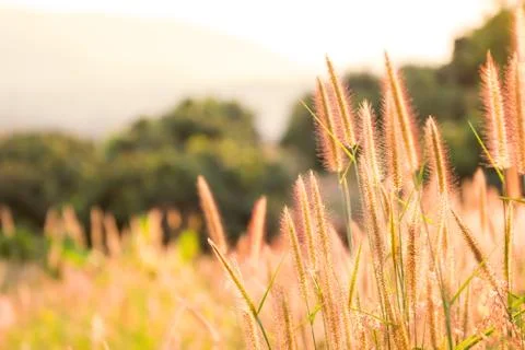 Flower soft grass at evening Stock-Fotos