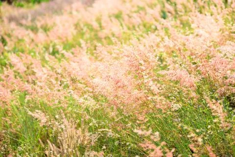 Flower soft grass at evening Fotos Stock