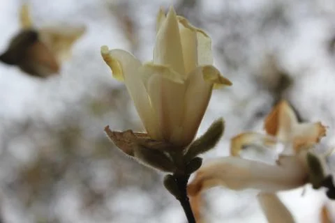 Flower Soft 库存照片