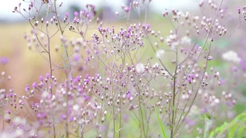 Flower soft purple tone2 backup pond5 스톡 동영상 89930152