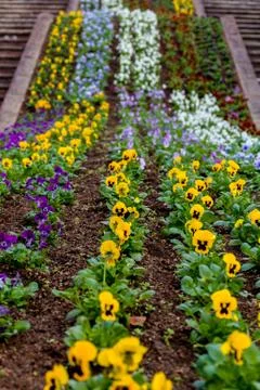 Flower on Soil Stock Photos