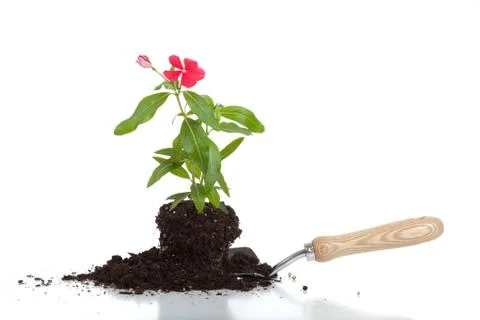 A flower in soil on a spade Stock Photos
