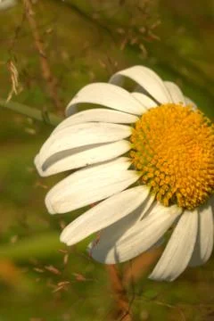 Flower of solar chamomile close-up Stock-Fotos