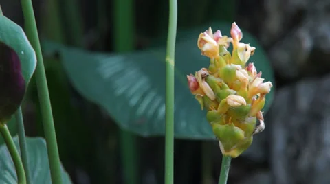 A flower with some insects on it Video stock 35478812