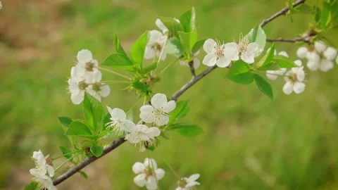 Flower of Sour cherry tree. Cherry blossom Stock Footage 153059039