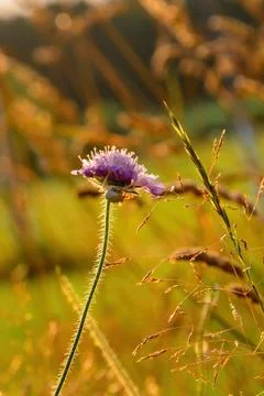 Flower with spider Stock Photos