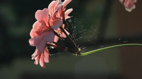 Flower with spiderweb Видео 36117164