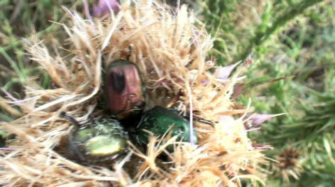 Flower spike with cockroaches Stock Footage
